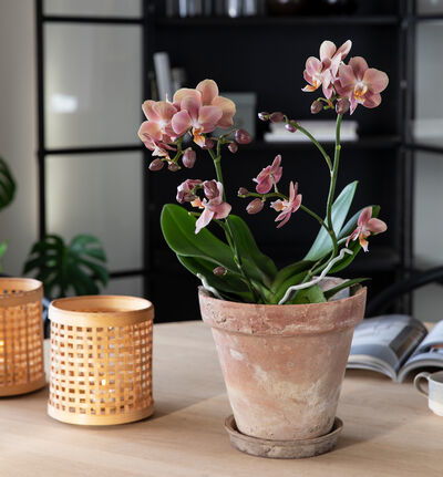 Gyllen midi orkide Gyllen midi orkide